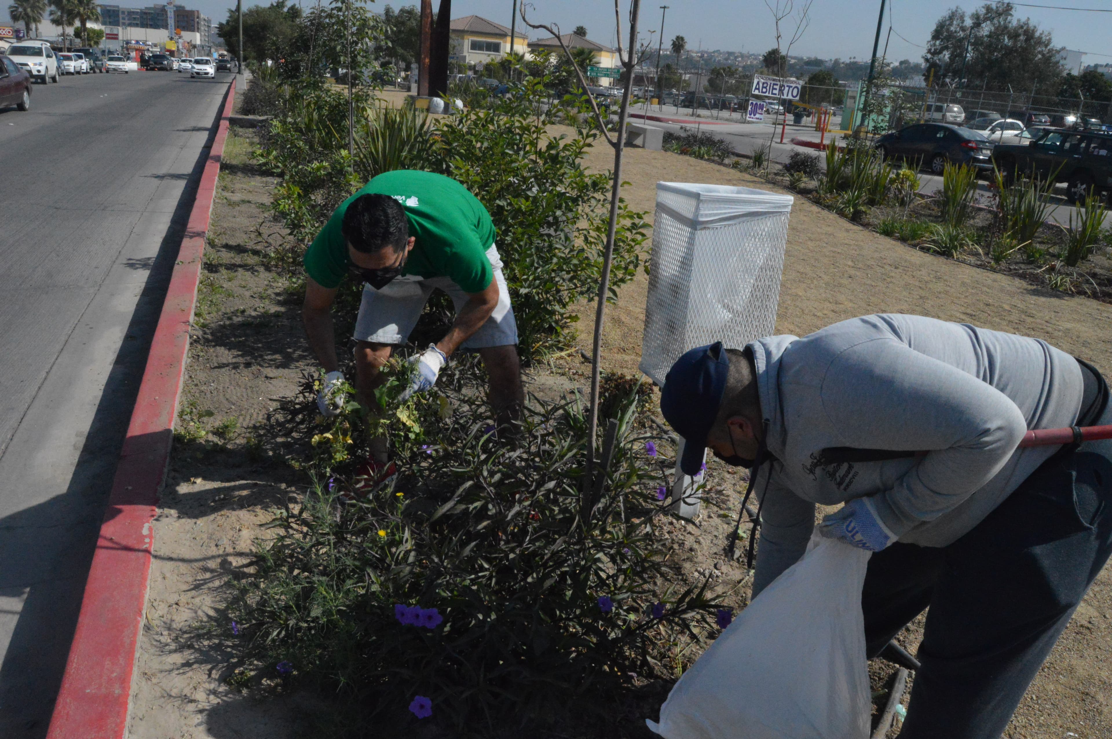 Realiza Tijuana Innovadora Jornada de Limpieza en Jardín del Recuerdo
