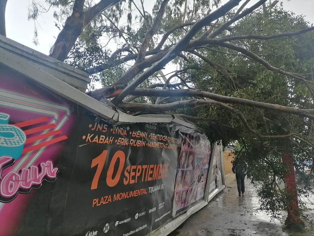 ¿Por qué se están cayendo tantos árboles en Tijuana?